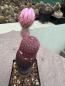 Preview: Echinocereus rigidissimus rubispinus